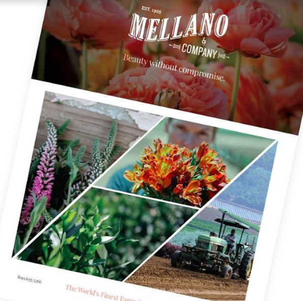 Taking it back to one of our favorite projects featuring <a href="/MellanoCompany/">Mellano & Company</a> . 🌸