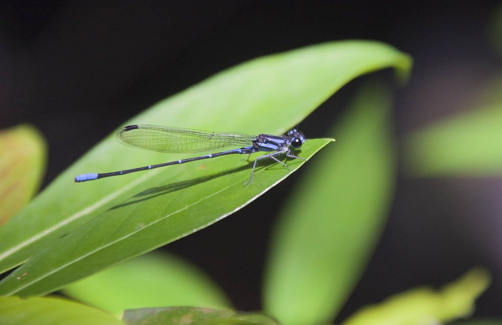 OpenExplorers's tweet image. This week back in 2015 we were marvelling at the jungle paradise that is Belize. It's somewhere we wished we could have stayed longer and hope to explore more in the future. ow.ly/kJ9I30ocRQr