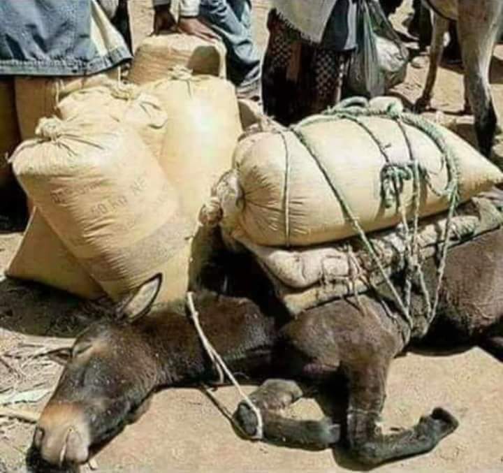 هذه الجريمة النكراء لاتحدث إلا في بلد متخلف كيف الله يبارك في بلد في ظلم للحيوان اتقوا الله في مخلوقاته  
#عذب_الكلام_للدعم
#تويتر_ستار_للدعم