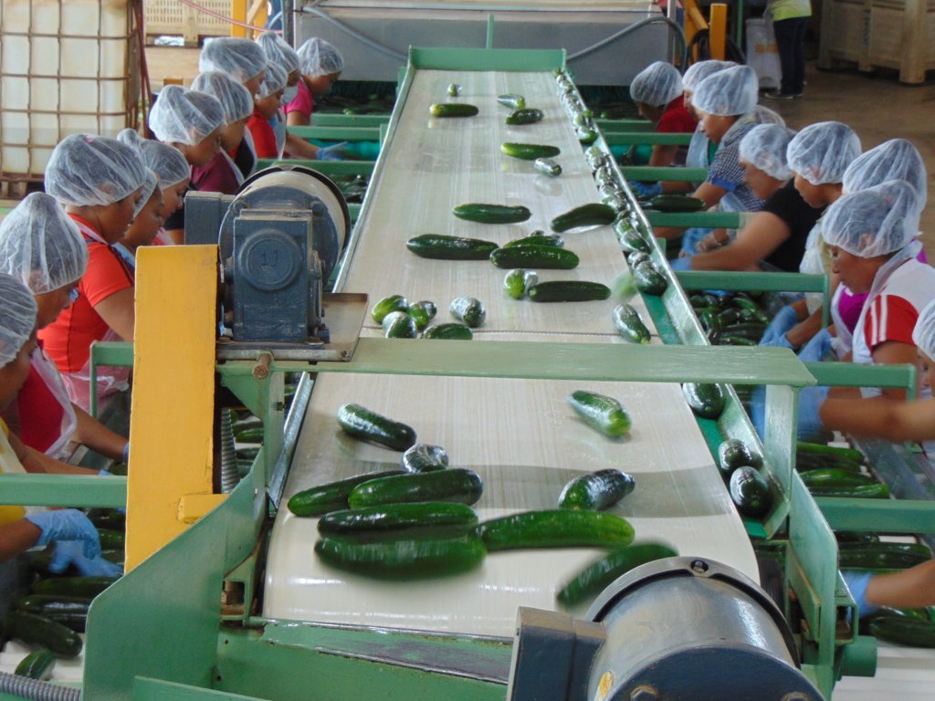 SouthernValley's tweet photo. The ladies in Yucatan are working hard to pack cucumbers to send our way. 

#onefarmthreelocations #southernallyearlong #familyownedfamilygrown https://t.co/fg1379EW31