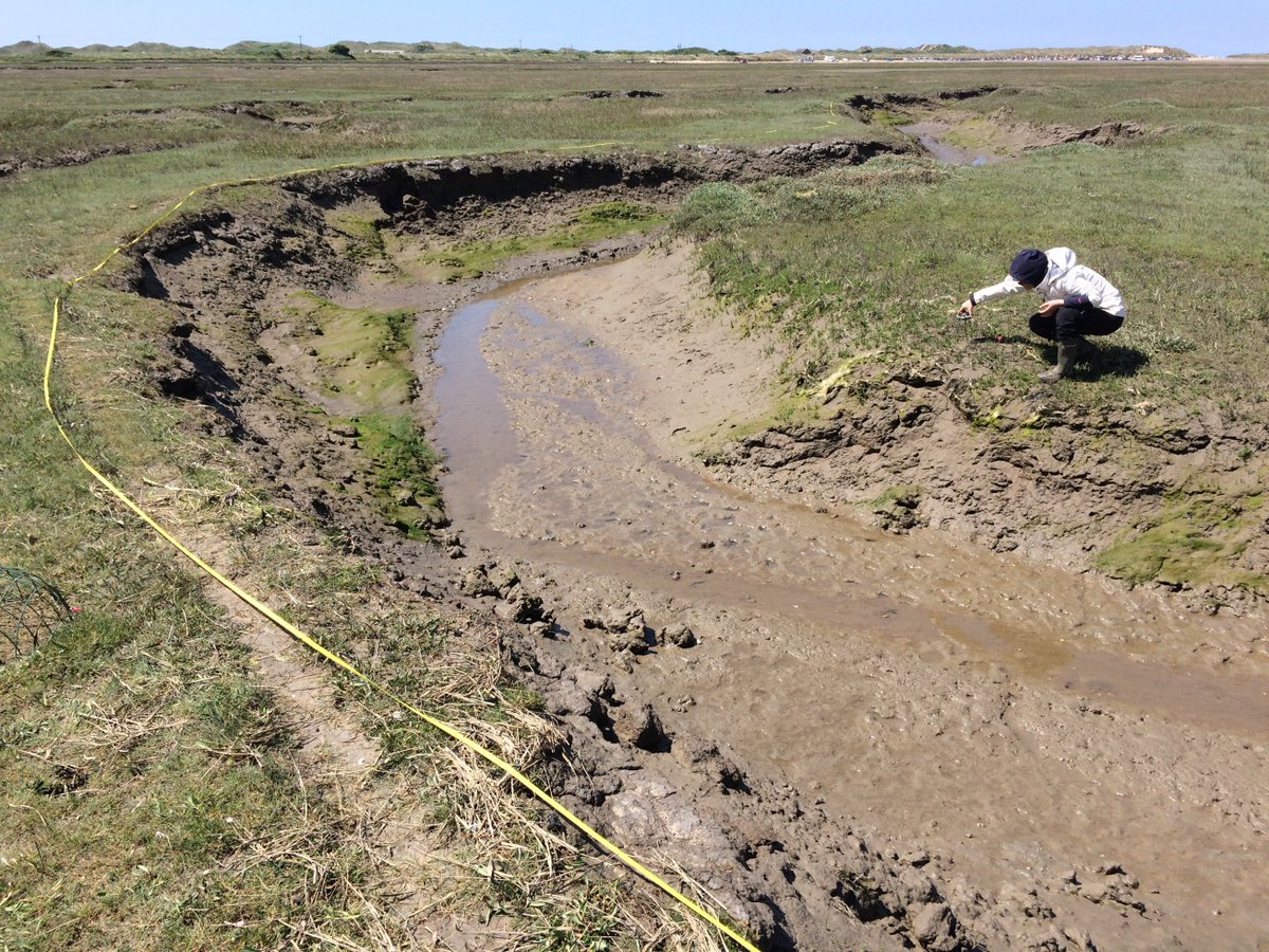Given their heavy bodies & small feet, sheep & cows compact the  #saltmarsh soil, which can make grazed marshes more stable, & less prone to erosion. However, in great densities, animals might actually have the opposite effect by increasing erosion of creek edges  #Teamsaltmarsh