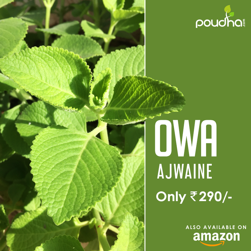 Poudha_in's tweet photo. Innumerable health benefits, this natural caretaker is a must have at your home. You can order it now from #Poudha and get it delivered right at your home.

Order Now- https://t.co/YHtUtDjlpo

#Plant #Plants #PlantLover #PlantLife #Planting #PlantLove #Nature #NatureLover #Gift https://t.co/1jOsYOD9tJ