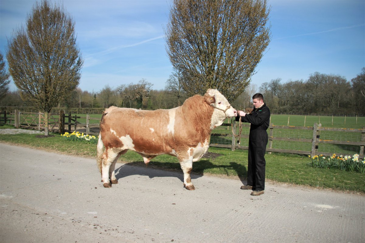 FGSAgri's tweet photo. Our latest addition to the farm!
#instabull #bull #cattle #kent #farming #FGSAgri #farm365 #farmerslife #bullsofinstagram https://t.co/uKAW4Padok