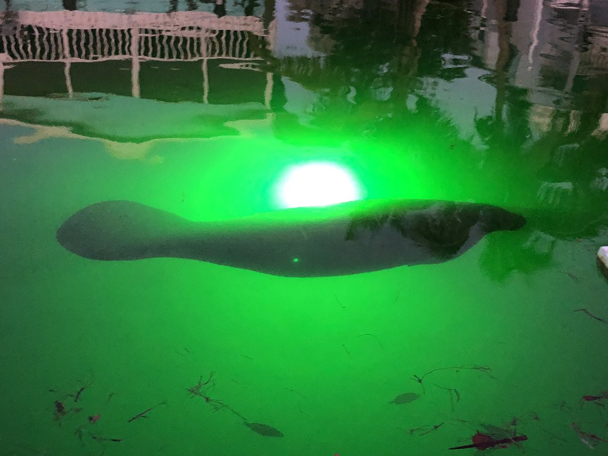 ShineTribe's tweet photo. Fish light visitor. #littletorchkey #manatees #FLKeys #ConchLife #Florida #SaltLife #KeysStrong https://t.co/GVKxhvEVk3