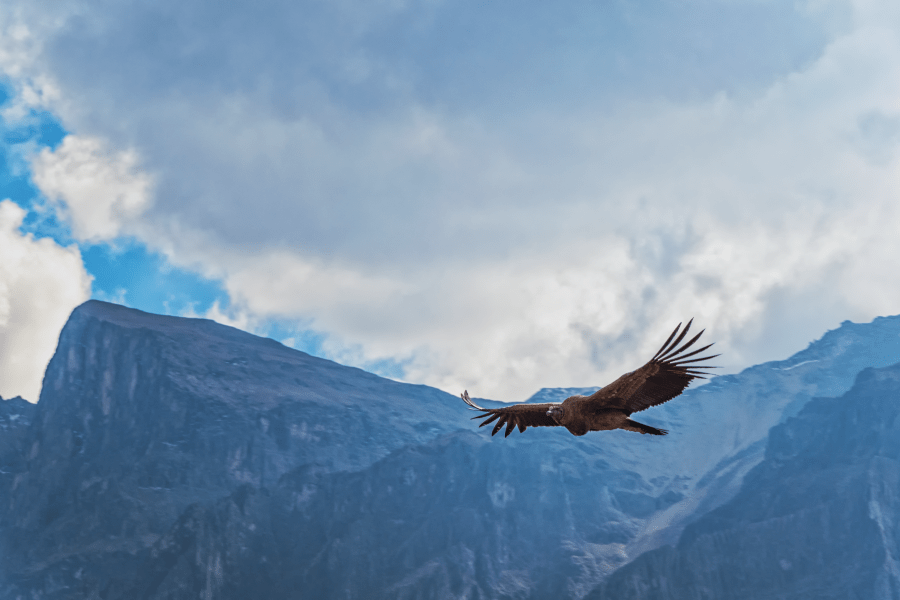 Colca Canyon in Perù: volevo vedere i condor in volo mylifeintrek.it/colca-canyon-i…