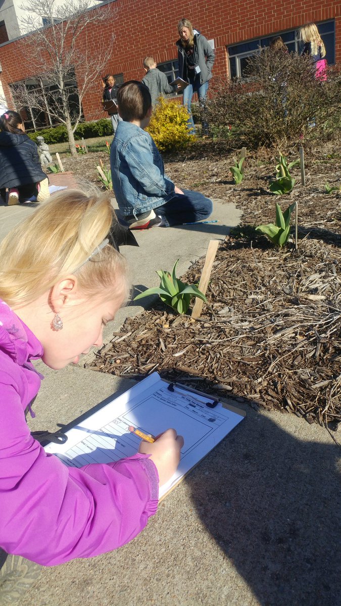 BlandfordMs's tweet photo. It is cold but our tulips are beginning to bloom! @journeynorthorg @FRESWarriors #firstgrade https://t.co/pxP47AW7gz