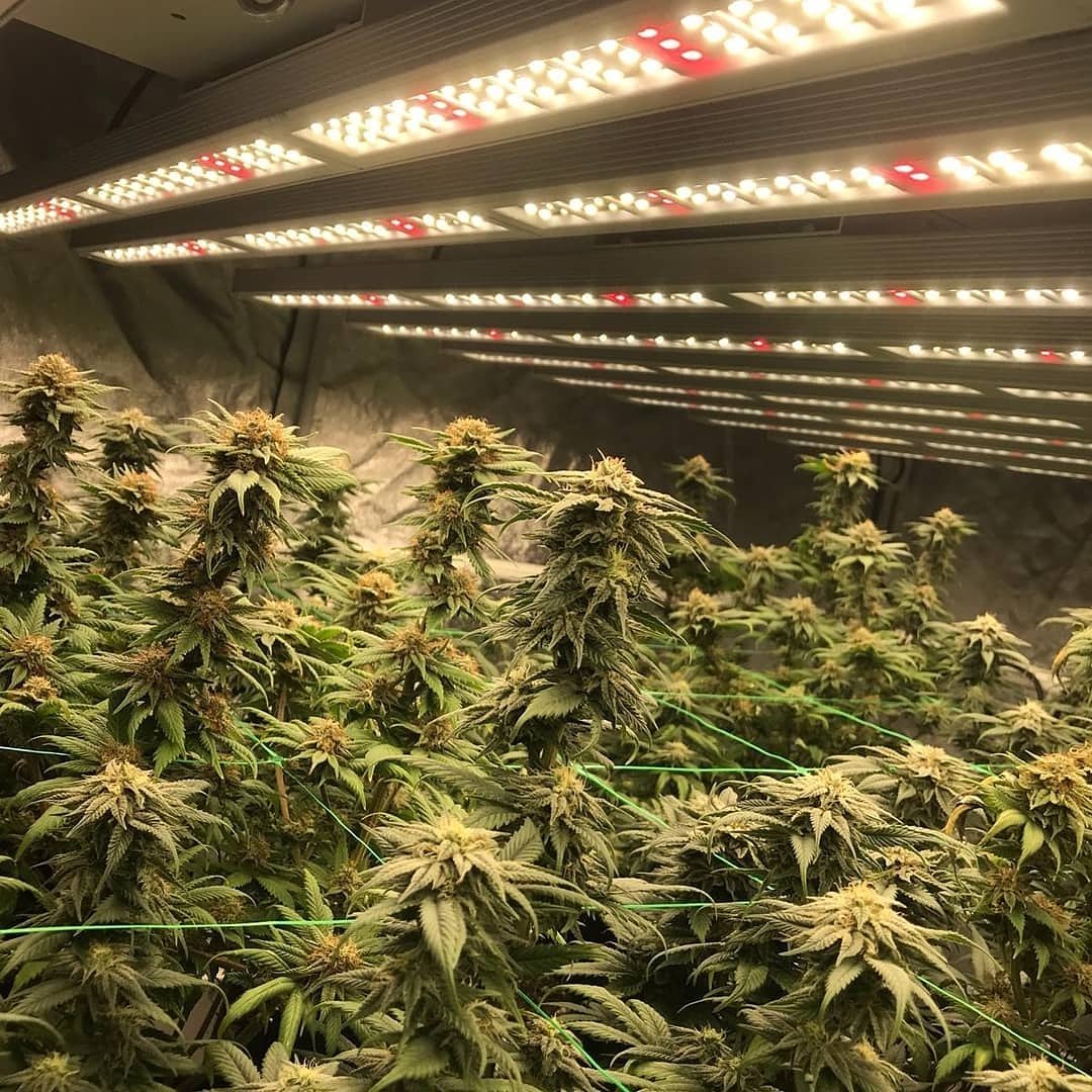 SunPlix's tweet photo. Grown under #SunPlix #fullspectrum #led #growlight 800W 1840 #umol/s #PPF #knob #dimmimg #SamSung #diodes #sunplixled #growlighting
Compare #spled800kd against #hlg #hlg550 #hlg550v1 #hlg550v2 #hlg600 #fluencebioengineering #fluence #spydr #spydrxplus #spydr2i #spydr2p #spydr2x https://t.co/RiKl9t415b