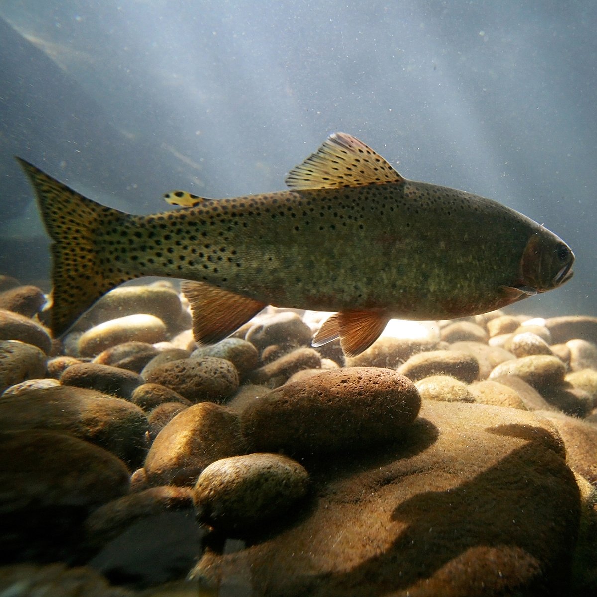 riveredgervpark's tweet photo. Love fishing? We’ve got the perfect event for you—the Spring Smoky Mountain Trout Tournament is just around the corner, April 6th and 7th! Grab your fishing rods &amp; get ready for a great time! 🎣
https://t.co/iF6kCFML1c #riveredge #riveredgervpark #fishing #trouttournament https://t.co/8lOE9IgL2h