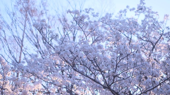 「桜」のTwitter画像/イラスト(古い順｜RT&Fav:50)｜5ページ目