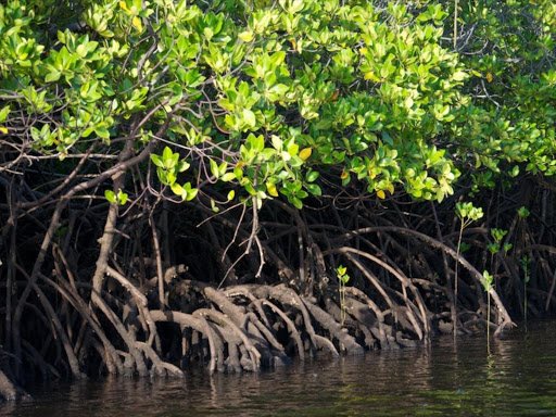 State issues licences after lifting mangrove logging ban bit.ly/2CFwuK1 via <a href="/TheStarKenya/">TheStarKenya</a>
