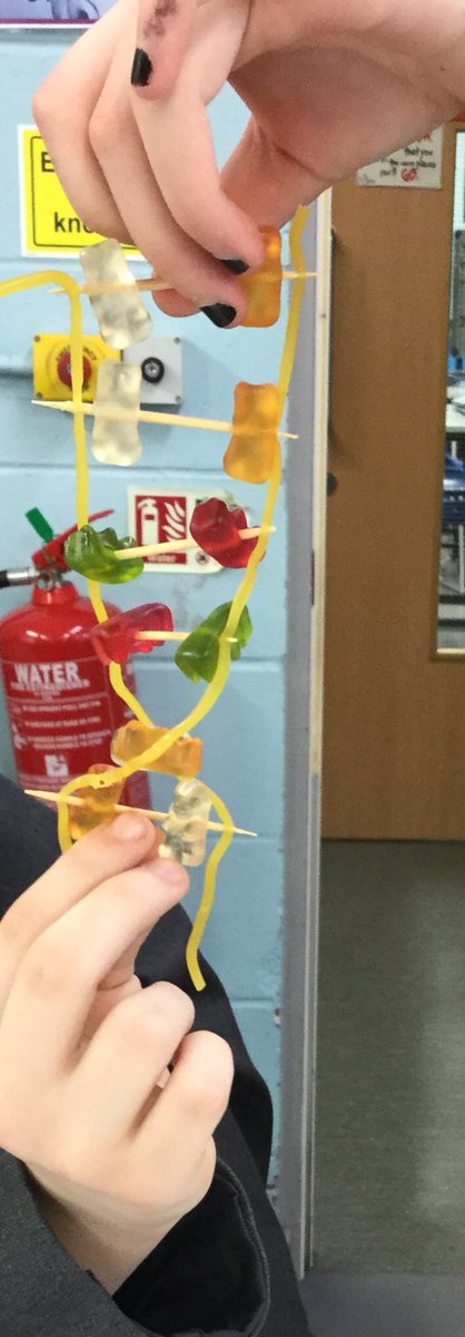 ea_science's tweet photo. Yr9 tried modelling DNA today - the verdict? We need thicker laces! #eascience #sciencerocks #biology #dna #lizziesscience @elizabethanac https://t.co/k7S4xniWds