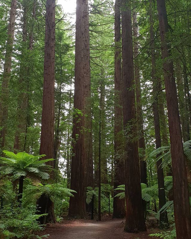 It was a beautiful walk through these giants.
.
.
.
#trees #forrest #redwoods #beautifuldestinations #nzmustdo #kiwipics #gottalovenz #explorenz #earthpixnz #instatravel #destinationnz #newzealandwithme #capturenz #bestnewzealand #travelnzwithme #landsca… ift.tt/2JK1nTD