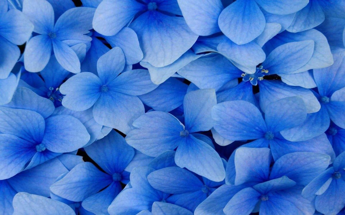 BeachandBody's tweet photo. Beautiful in blue. This stunning blue flower dress from Roidal is so striking it will make you feel fabulous anywhere and at anytime of the day @LoveWestbourne @westbourne @westbournebusiness
https://t.co/FAkxzMAvuk https://t.co/gVXSDLS4qd