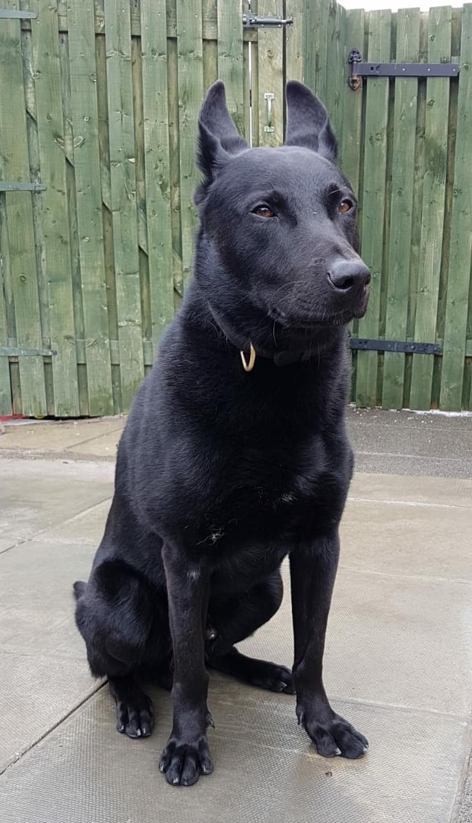 PSOSDogs's tweet photo. Man seriously assaults his girlfriend & then tries to hide in wasteland. #PDRemo attends and quickly finds the man. Man assaulted our handler but PD Remo quickly defended him. #DomesticAbuseTheresNoExcuse
#HideAndSeek
#IncomingFurryFreightTrain 🐾🐕 https://t.co/Fa3KH3v5Or