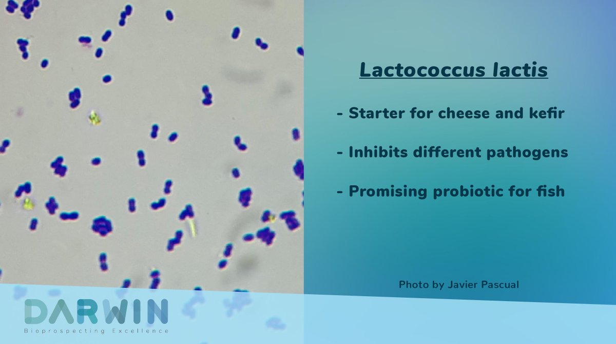 DarwinBioprosp's tweet photo. Investigating the applications of a new strain of Lactococcus lactis with @javierpascuall at DARWIN!
#Lactococcuslactis https://t.co/YrlBY0iQ4e