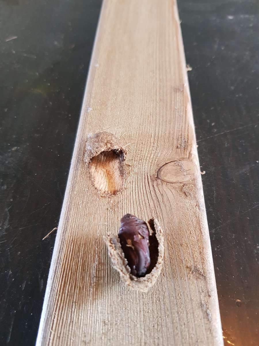 Heeft iemand een idee waar deze keiharde cocon van is??