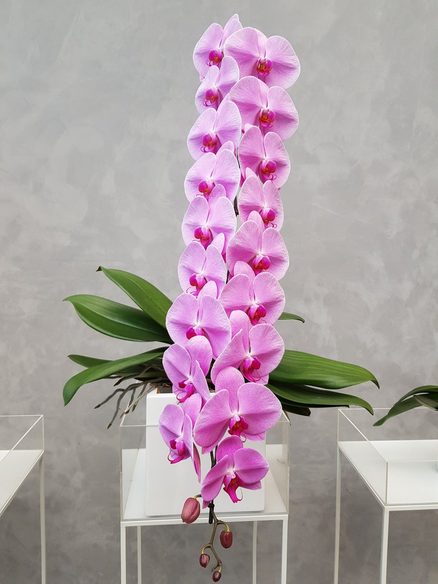 Wat een bizar mooie Phalaenopsis: bloemtak 🌸 bijna 1m @Opti_flor