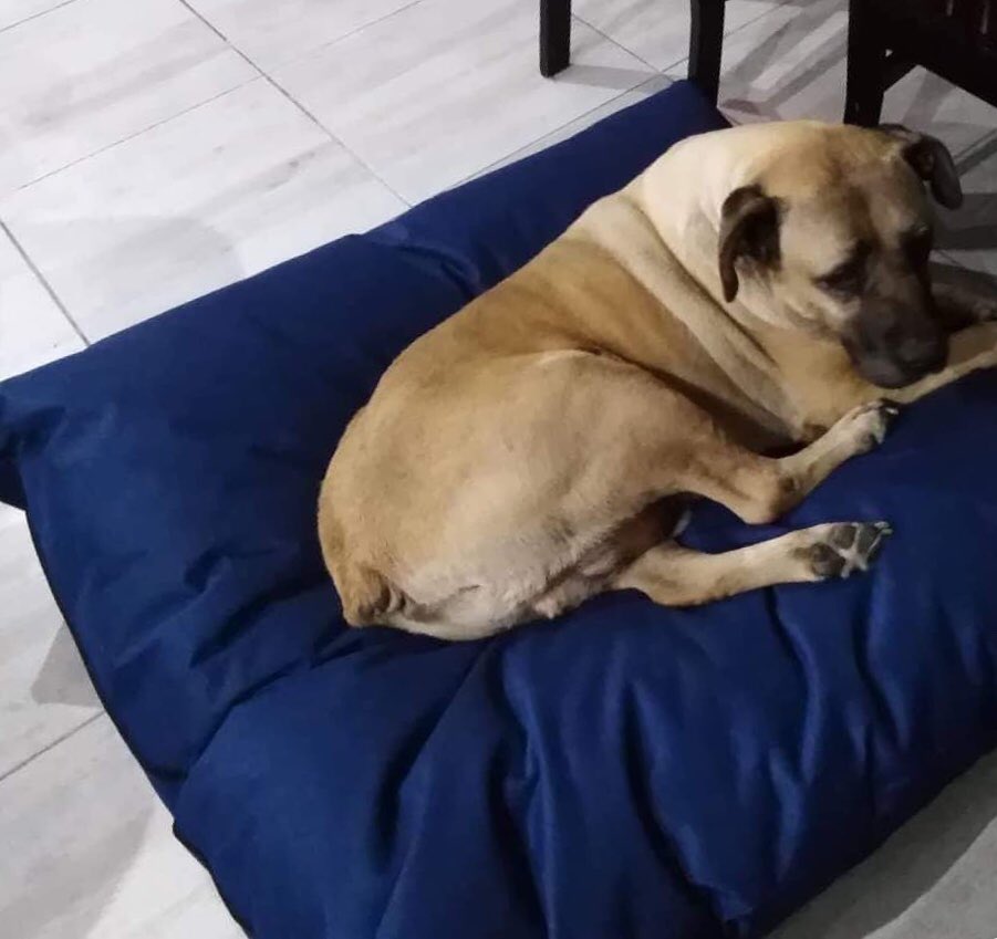 tailersbydebra's tweet photo. 1.20 x 1.20cm Puff pillow for these gorgeous kids. Navy blue and black waterproof canvas with two extra covers.
.
.
.
.
#dogbed #dogcushion #dogpillow #puffpillow #comfy #capetown https://t.co/lYS08z2I7Q