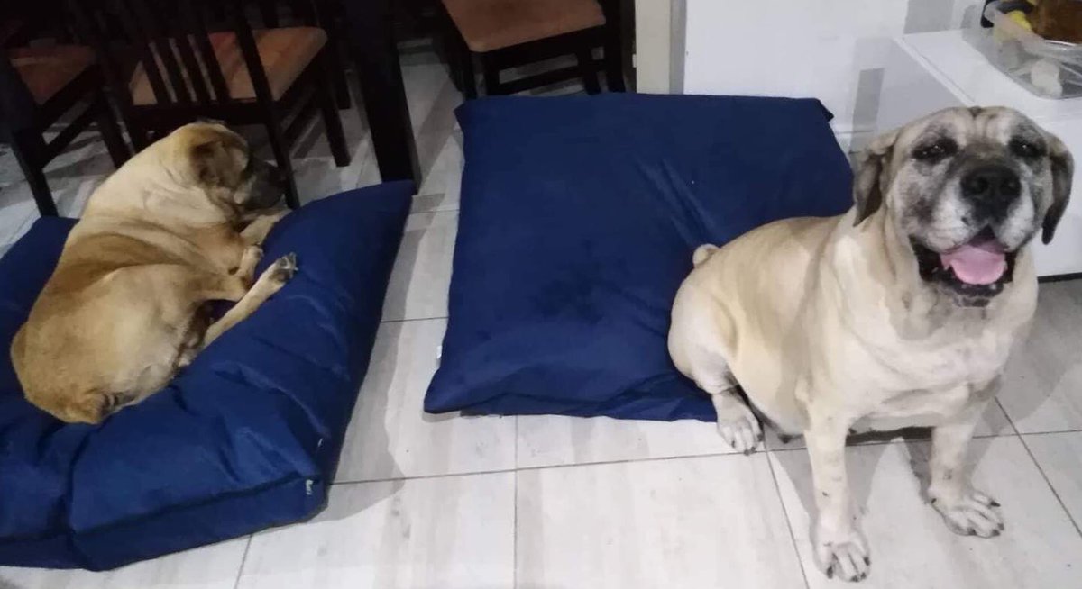tailersbydebra's tweet photo. 1.20 x 1.20cm Puff pillow for these gorgeous kids. Navy blue and black waterproof canvas with two extra covers.
.
.
.
.
#dogbed #dogcushion #dogpillow #puffpillow #comfy #capetown https://t.co/lYS08z2I7Q