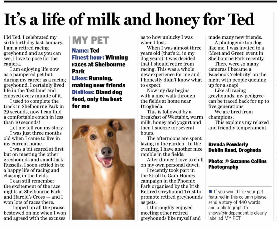 Ted The Retired Greyhound tweet media