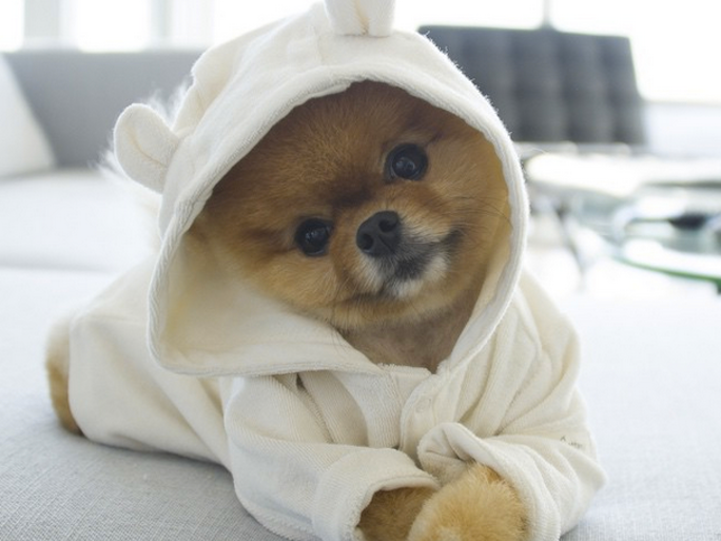 DogLoveTime's tweet photo. #hahaha #cute_dog_pictures #dog_images_hd #dog_pictures_gallery #Dog_images_free_download #Dog_pictures_with_names #dog_pictures_to_draw #Dog_images_cartoon #dog_pictures_funny https://t.co/i4yTYTlexb