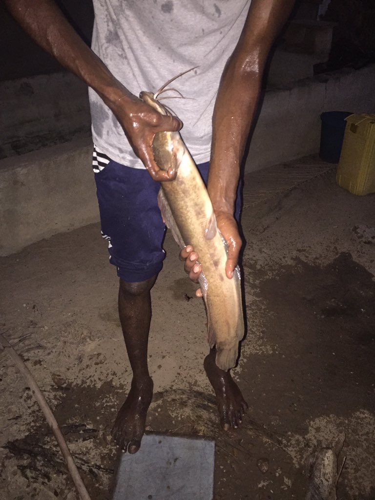 Richiedabs's tweet photo. Chale people bless my hustle with a retweet 🙏. This be fresh catfish 1kg -3kg. 15¢-25¢ depending on the size u choose. https://t.co/LpM4eTw0yJ