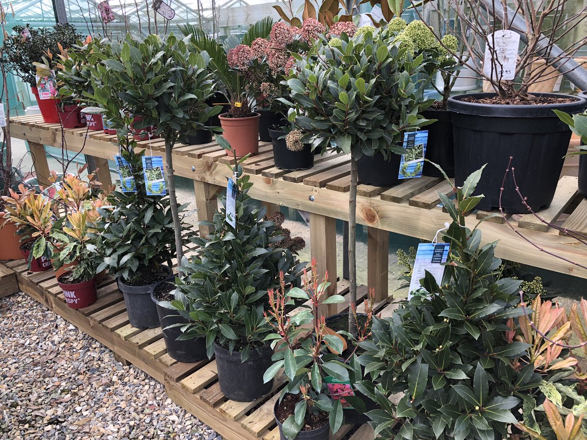 WoolpitPlants's tweet photo. Skimia, Photonia Pink Crispy, Bay, Buxus, Box. Choose your shrub! And do you like the new shelving?
#Skimia #Photonia #Buxus #Bay #Woolpit
https://t.co/7a0K5HbJ9B https://t.co/tf4ctaA8jf