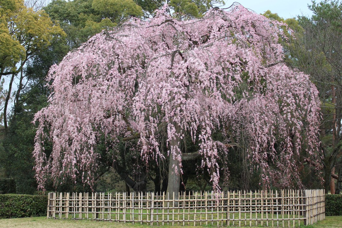 teaonly1001's tweet photo. 京都。
出水の桜。

Kyoto.
Cherry Blossoms of Demizu.

2019.Spring.

#photograph #japan #日本 #kyoto #京都 #demizu #出水 #flowers #cherryblossoms #桜 #spring #nature #photography #coregraphy #写真好き https://t.co/RnHiTzcinA