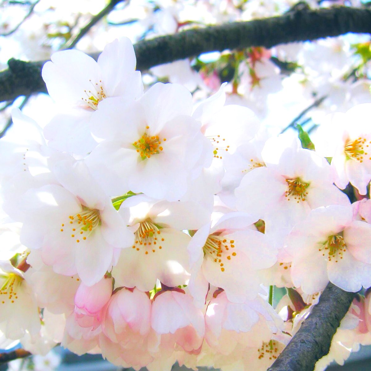 猫の肉球の中に桜の花びら #さくらの日 #桜の日