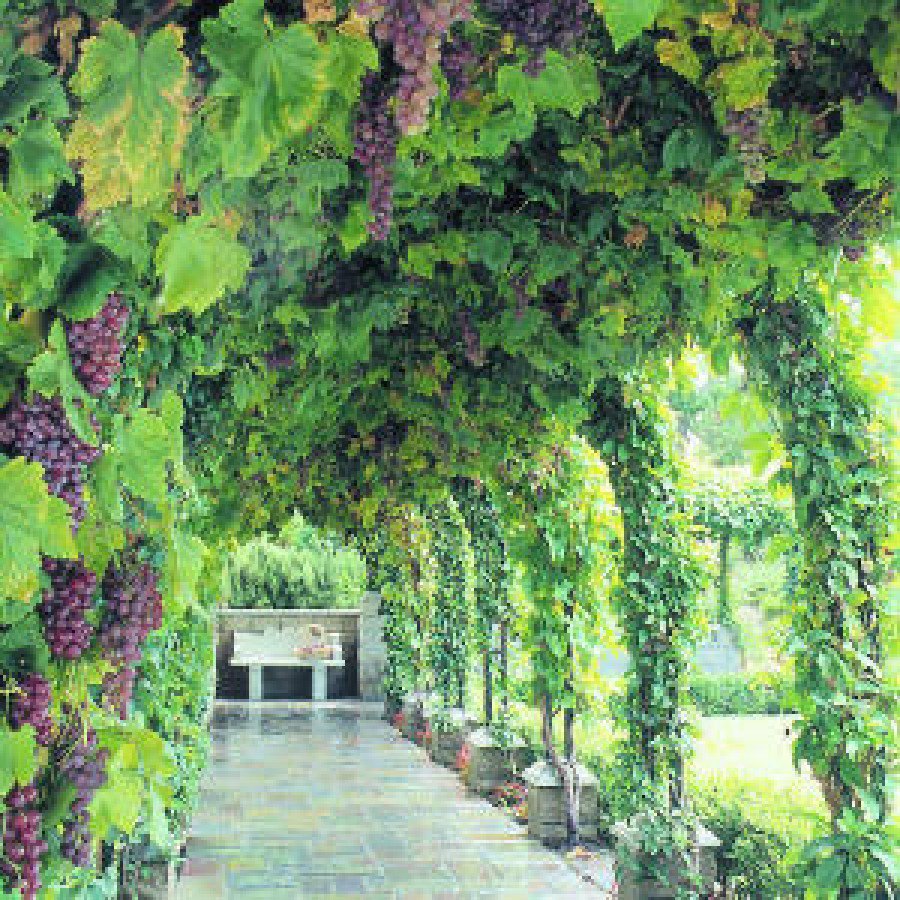 LondonAllotment's tweet photo. Good morning from the greenhouse! Pretty obsessed with these Grape Vines always wanted to grow these. https://t.co/1qPaqT7oVw #Grapevine #allotment #UK #Plants #wine #grapes #growyourown https://t.co/av39NedxP6