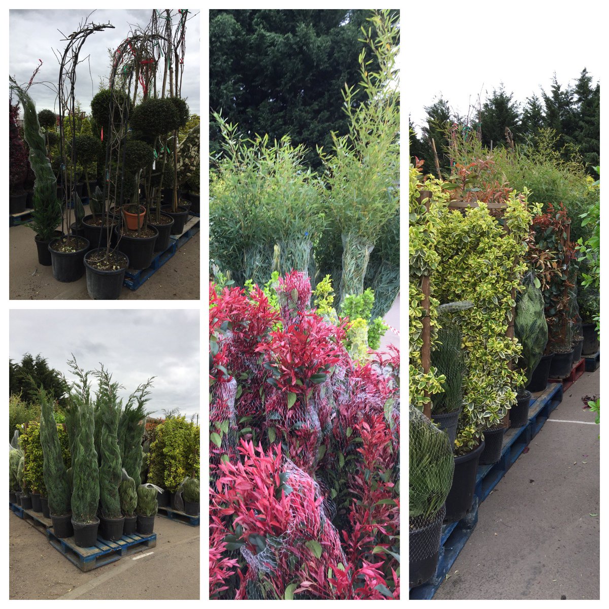WilkinsonsLand's tweet photo. Plants arriving thick and fast this week #plants #plantcentre #eaglescliffe #northeast https://t.co/9CFb0ZLOjo https://t.co/XBQrPZXjUS