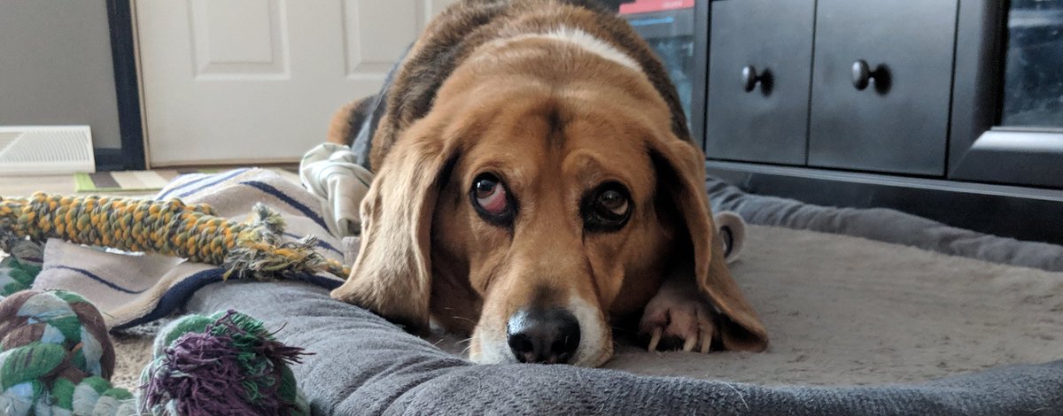 MSUTeach_n_Tech's tweet photo. @dog_rates @Dumbo https://t.co/OXUpbtc0Yp