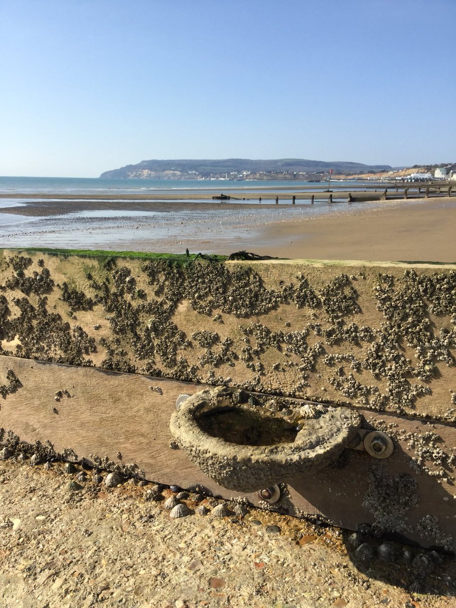ArtecologyDept's tweet photo. Down on Science Beach in #SandownBay #IsleofWight looking across the award winning 5 mile stretch to Dunnose Point. This little 1.5ltr Vertipool has been here since September 2017 as part our ongoing artificial rockpool tests in the English Channel. It’s performing wonderfully! https://t.co/hPOKksbV58