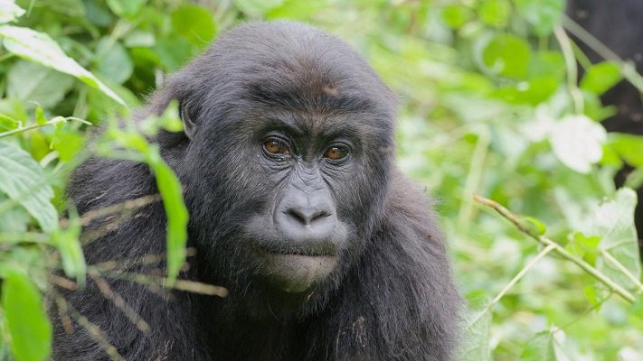 ヒガシローランドゴリラ (Gorilla beringei graueri)