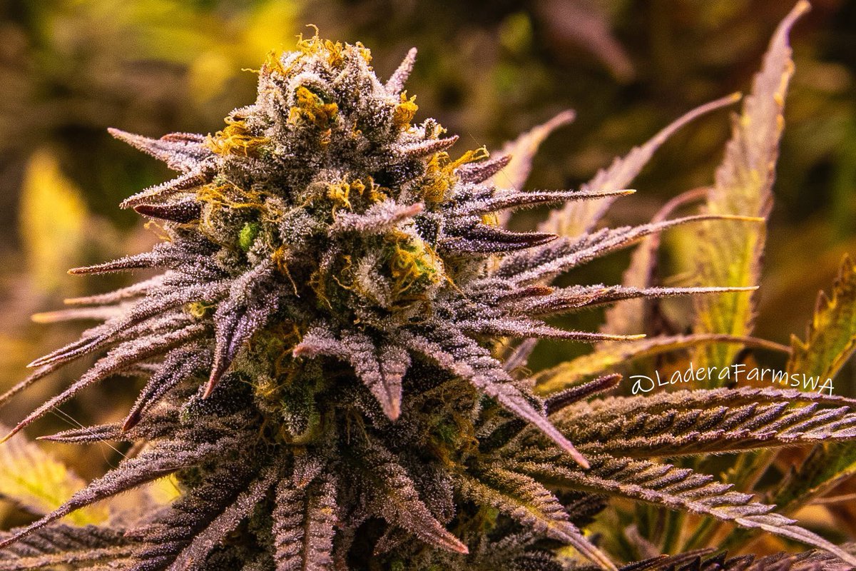 LaderaFarmsWa's tweet photo. UW Purple is always posing for a shot! The beautiful hues of purple shine on this strain!
#ladera #laderafarms #handtrimmed #i502 #wa #cannabis #cannabiscommunity #uwpurple https://t.co/VCnxHsBpKj