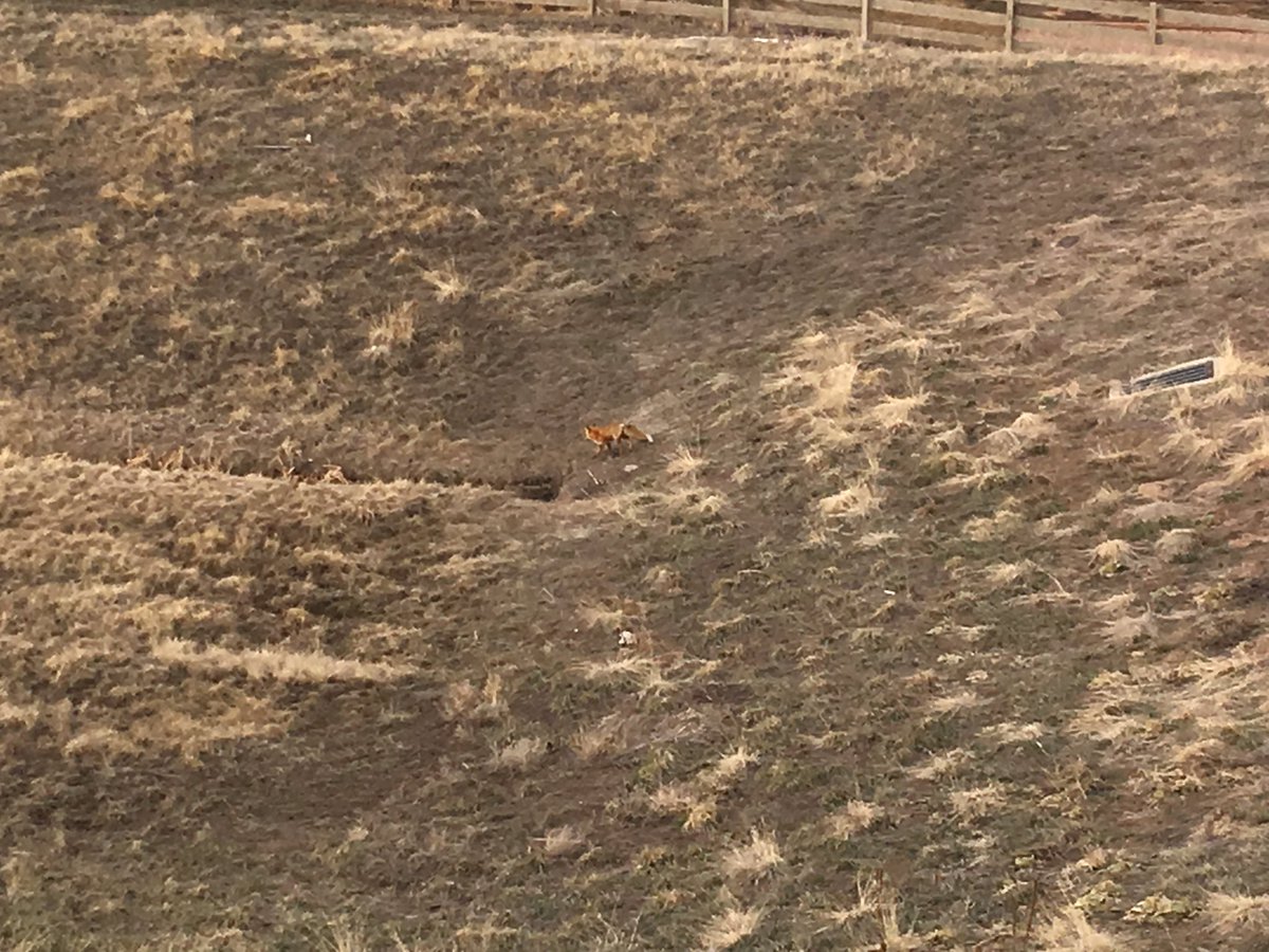AmyLJackson's tweet photo. @COParksWildlife This guy was in the back of my house this morning. https://t.co/Rf8FwCqjPu