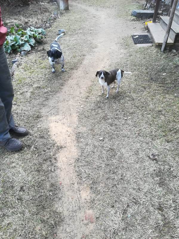 Lūdzam atsaukties suņu īpašnieku! 18. martā Aiviekstes pag. "Krūmēnu" mājās pieklīduši divi suņi. Saimnieku lūdzam sazināties ar Pļaviņu novada pašvaldības policiju, tel. 26458996.