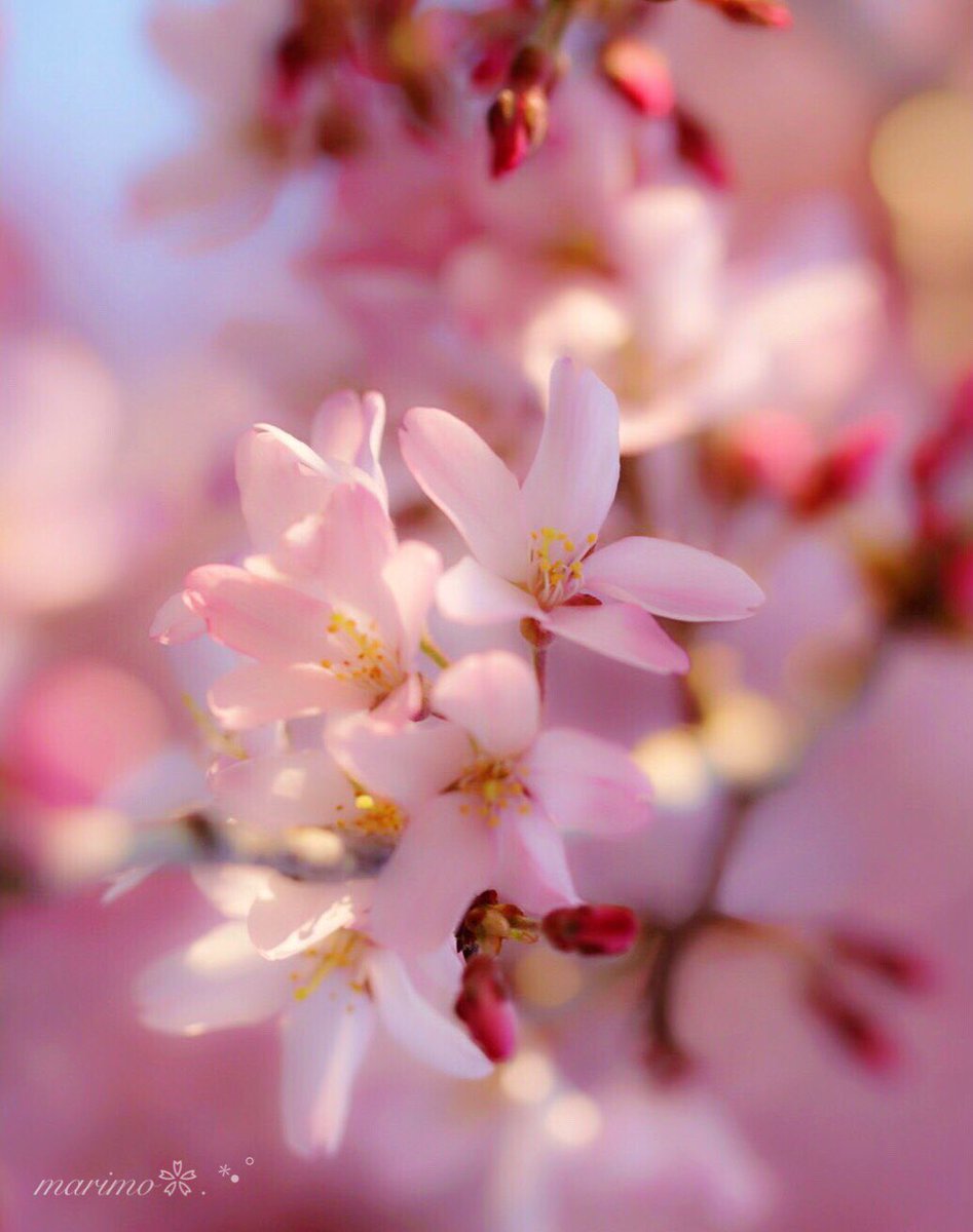 marimo2525bu's tweet photo. ❀｡.:*ฺ❀࿐🌸
   
   こんばんは～ ·͜·✩‧✧̣̇‧¨̮
   
   きっと...
   平成最後のツィート🌸
   また新たな元号で
   お会いしましょうね～¨̮

   これからも
   どうぞ宜しくお願いします
   (◍´O`◍)੭ ੈ ❀࿐🌸

 🌸❀#桜 #枝垂れ桜❀🌸 https://t.co/eHnGm82WyO