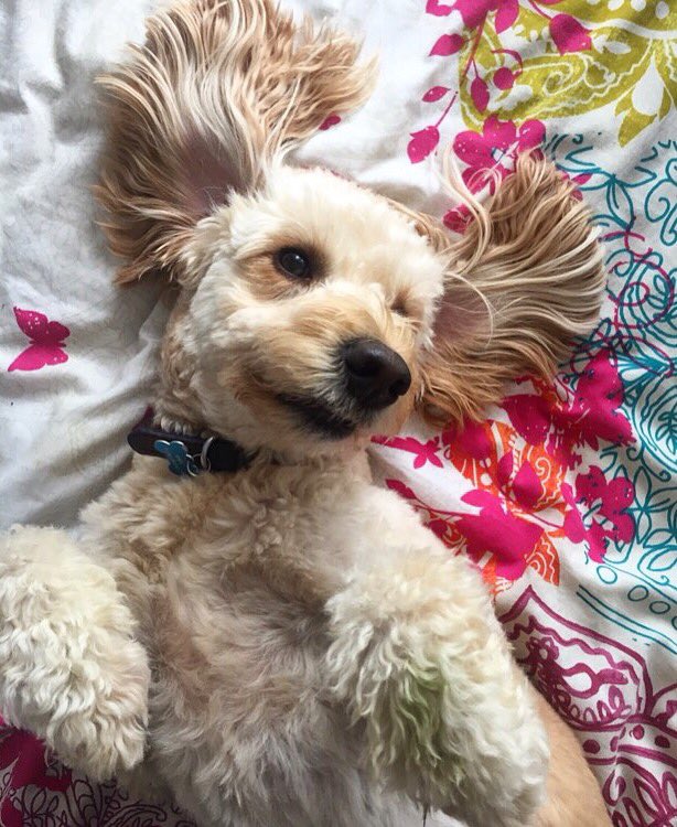flutterbyria's tweet photo. @dog_rates @Dumbo This Sass King 🙌🏻 added grass stain and all 🙈 https://t.co/TllO7ls3FA