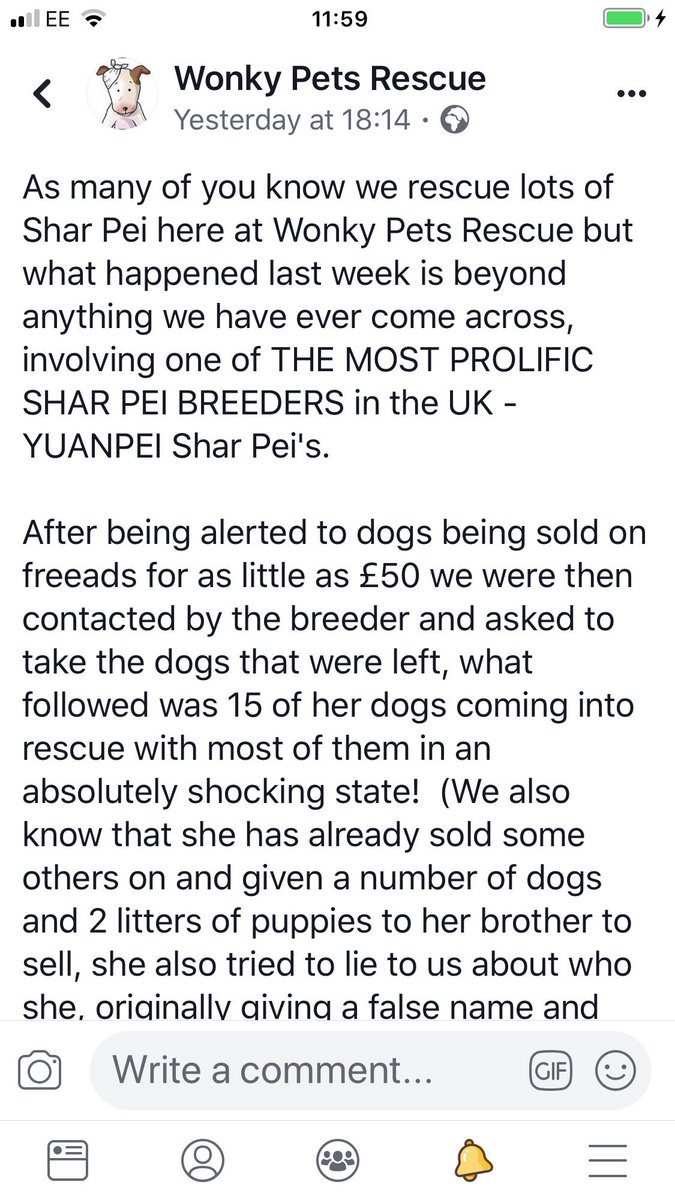 bellaboobies22's tweet image. This is one of the worse and most heartbreaking abuse and neglect cases for #sharpeis I have ever seen by the worse breeders @YUANPEI_SHARPEI there are NO polite words to describe the heartbreaking situation! 💔💔
