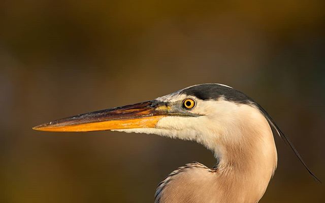 proyectoaveusa's tweet photo. Common Name: Great Blue Herón // Scientific Name: Ardea herodias. #ardea #birdsofmiami  #miami #wetlands #ecology #wakodahatchee #photography #nuts_about_birds https://t.co/eXKcJRStSK