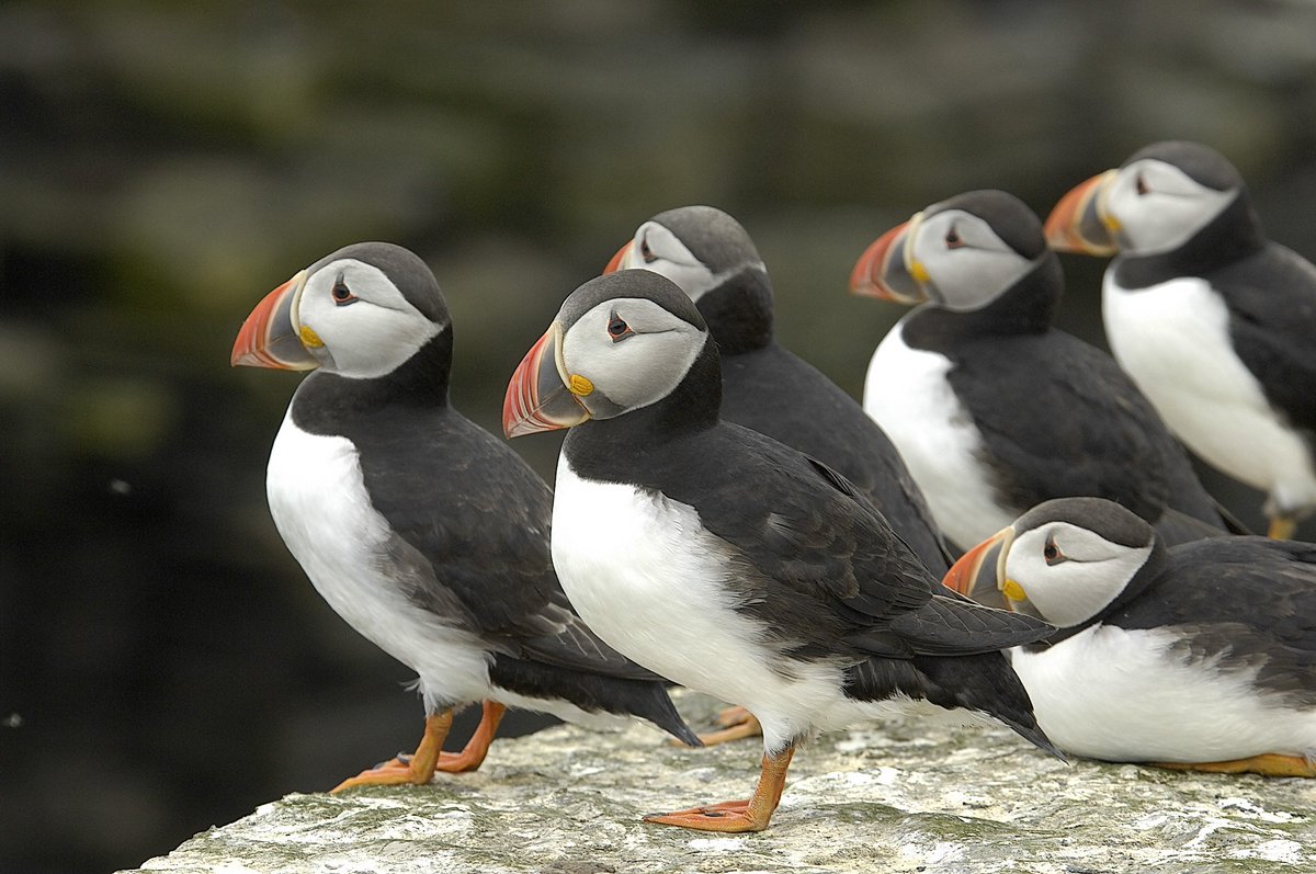 Hands up, folks - who's spotted an improbability of puffins on their #SailScotland adventures? 🙋

📸 A colony, puffinry, circus, burrow, gathering, or improbability of puffins
📍 Orkney