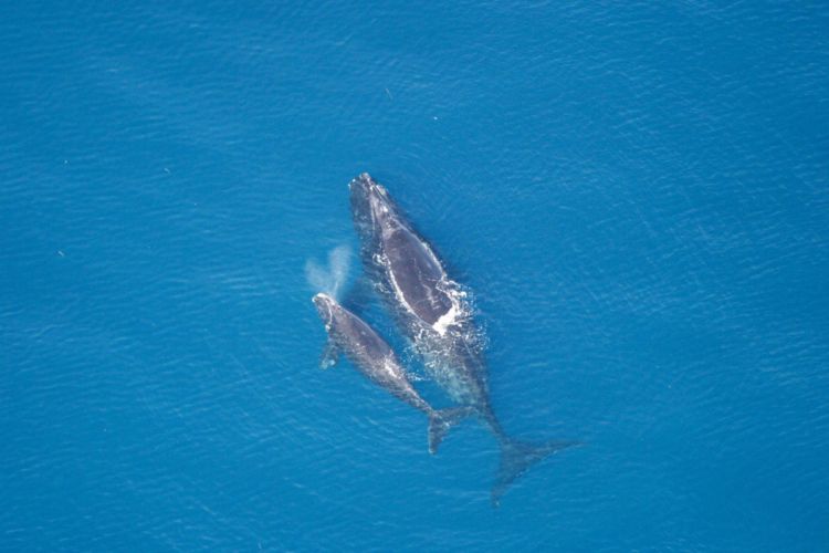 SaportaReport's tweet image. #Oildrilling off #Georgia coast an issue for Trump’s nominee for #InteriorSecretary 
buff.ly/2HUpGeV