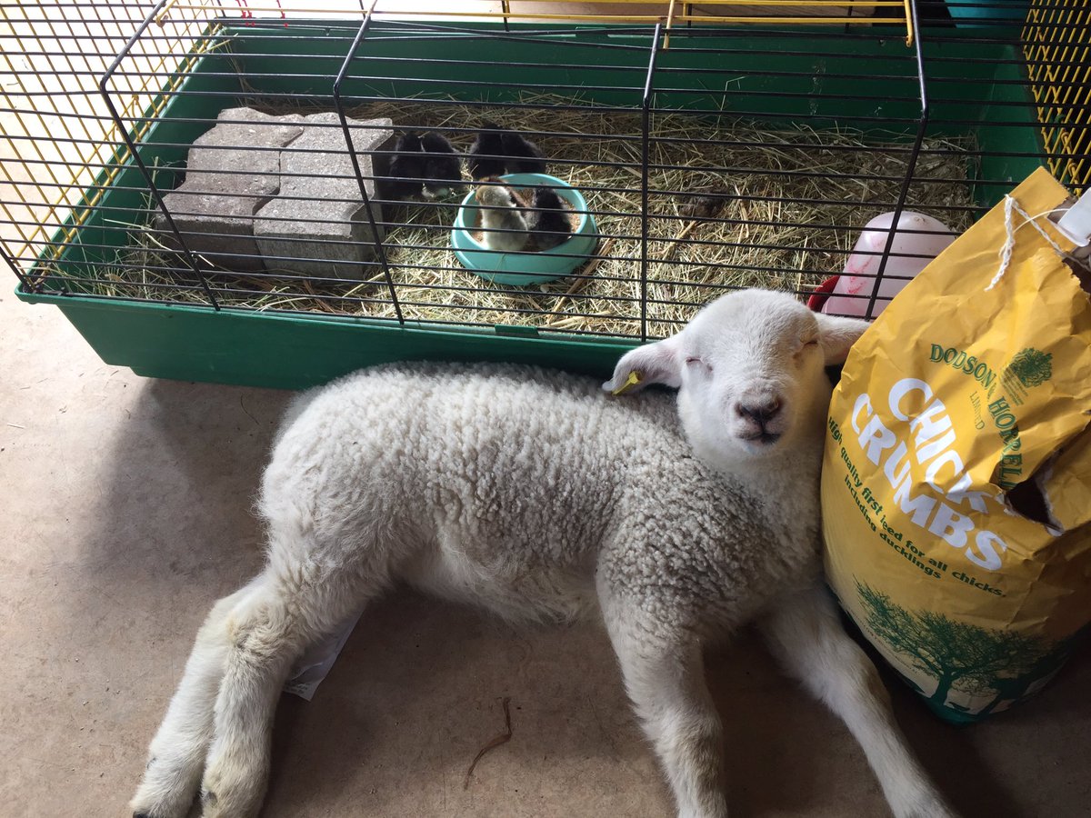 LittleR90284447's tweet photo. Me chilling with the chicks!  It's a hard life😊 @stjamescityfarm https://t.co/EDfG5PCzno