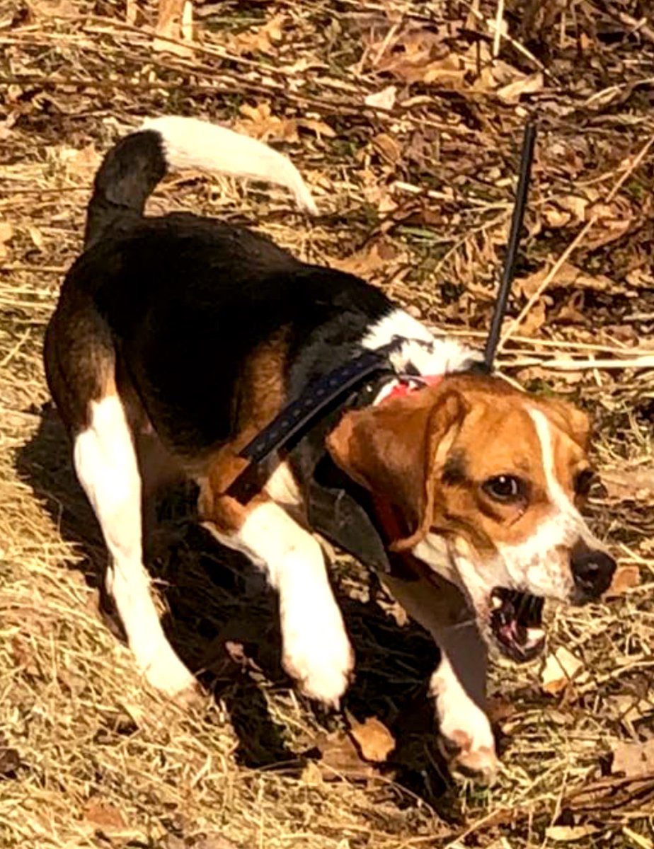 Beaglebard's tweet photo. Diamond is diminutive but determined. #SportDOGBrand #thatdogwill run a rabbit! https://t.co/i7SASWVTWr