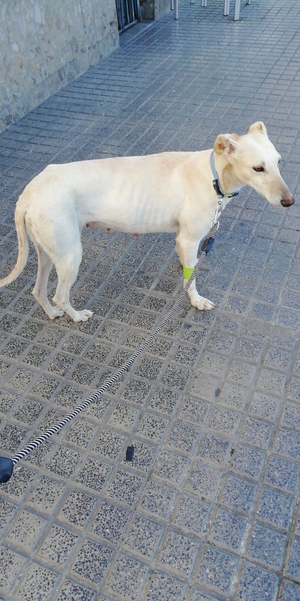 acudame's tweet photo. Kya es el último fichaje. Está preciosa galga es muy cariñosa, buena como la que más, sociable con todos los perros. Se porta genial en el coche, en el paseo...vamos lo tiene todo! Solo está a la espera ahora de una familia. Negativa en leishamnia. ACOGE, ADOPTA, RT !!! https://t.co/HQSxoMz2KG