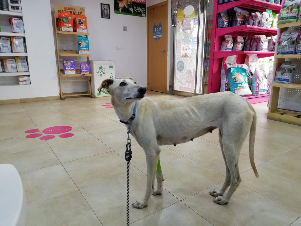 acudame's tweet photo. Kya es el último fichaje. Está preciosa galga es muy cariñosa, buena como la que más, sociable con todos los perros. Se porta genial en el coche, en el paseo...vamos lo tiene todo! Solo está a la espera ahora de una familia. Negativa en leishamnia. ACOGE, ADOPTA, RT !!! https://t.co/HQSxoMz2KG