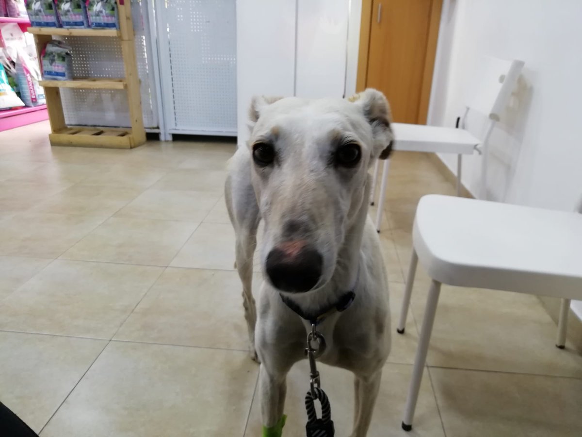acudame's tweet photo. Kya es el último fichaje. Está preciosa galga es muy cariñosa, buena como la que más, sociable con todos los perros. Se porta genial en el coche, en el paseo...vamos lo tiene todo! Solo está a la espera ahora de una familia. Negativa en leishamnia. ACOGE, ADOPTA, RT !!! https://t.co/HQSxoMz2KG