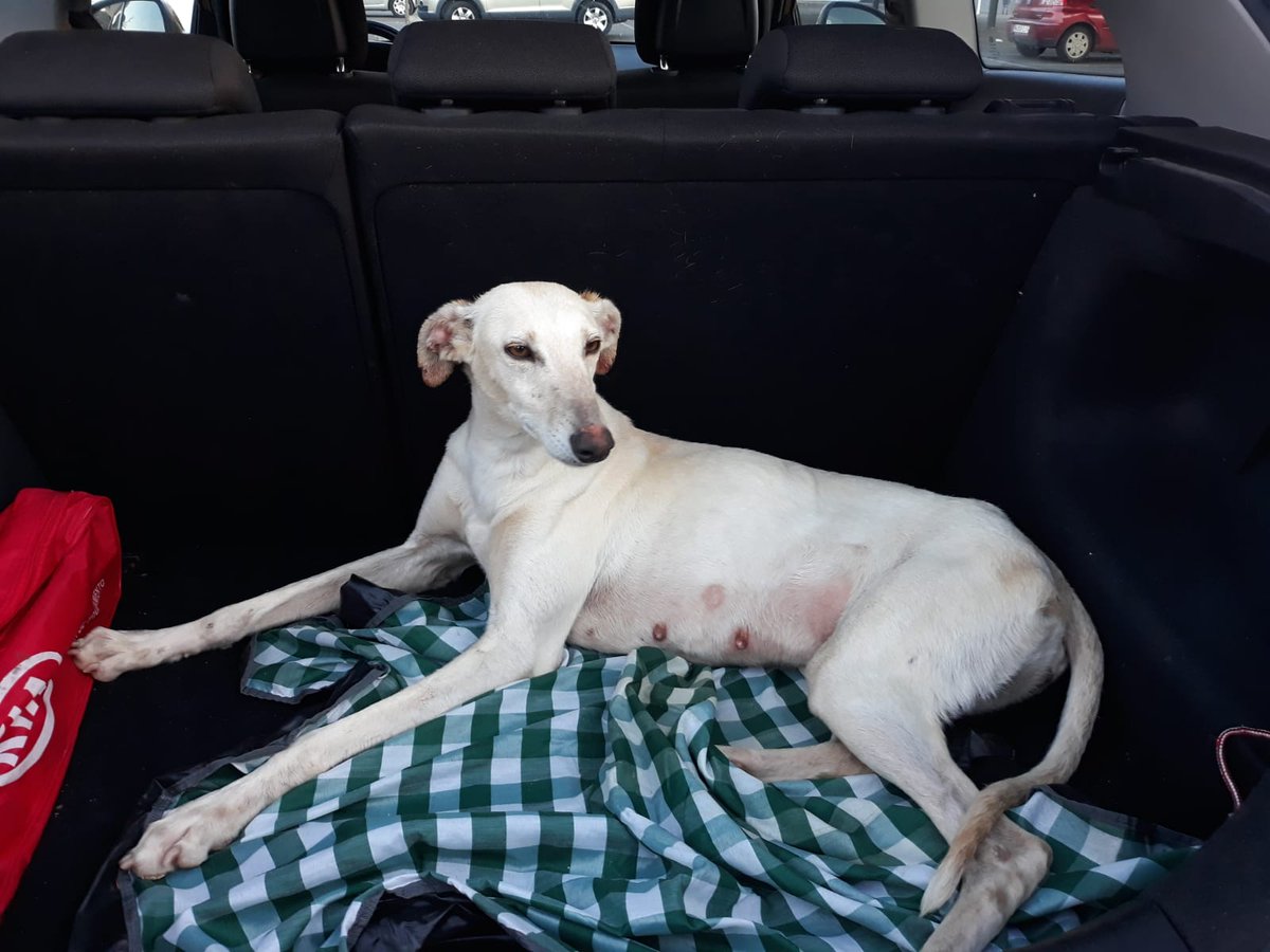 acudame's tweet photo. Kya es el último fichaje. Está preciosa galga es muy cariñosa, buena como la que más, sociable con todos los perros. Se porta genial en el coche, en el paseo...vamos lo tiene todo! Solo está a la espera ahora de una familia. Negativa en leishamnia. ACOGE, ADOPTA, RT !!! https://t.co/HQSxoMz2KG
