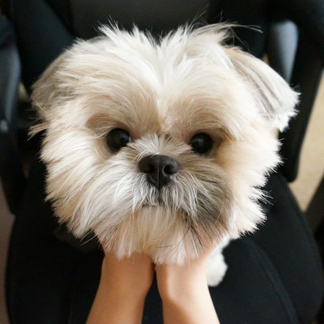 DogLoveTime's tweet photo. #cute_dog_pictures #dog_images_hd #dog_pictures_gallery #Dog_images_free_download #Dog_pictures_with_names #dog_pictures_to_draw #Dog_images_cartoon #dog_pictures_funny https://t.co/eRvEFNhvvH